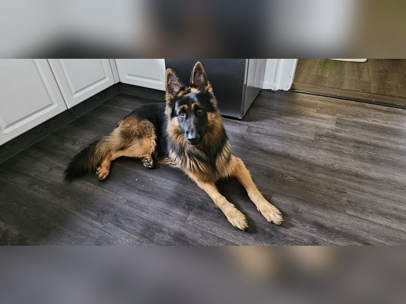 Deutscher Schäferhund Rex