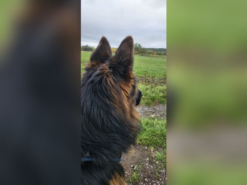 Deutscher Schäferhund Rex