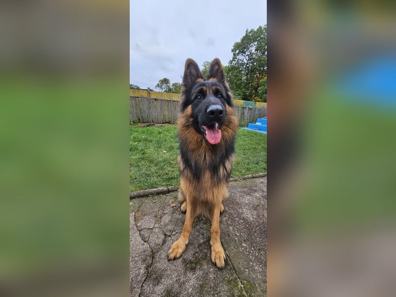 Deutscher Schäferhund Rex