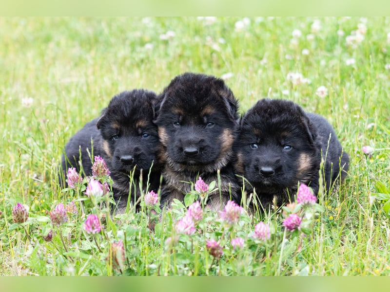 Schwarz-braune Schäferhundwelpen
