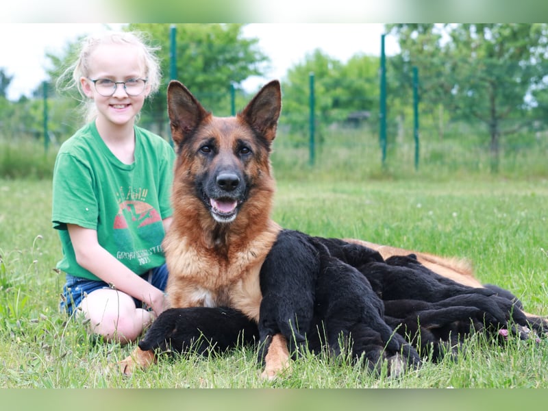 Schwarz-braune Schäferhundwelpen