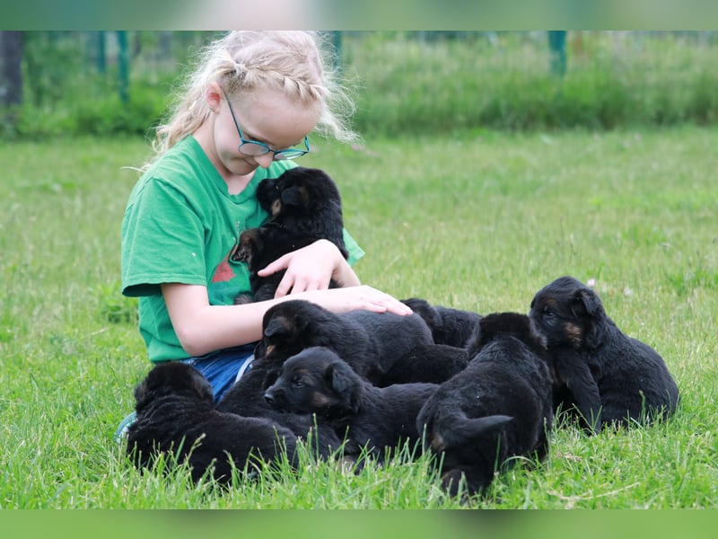 Schwarz-braune Schäferhundwelpen