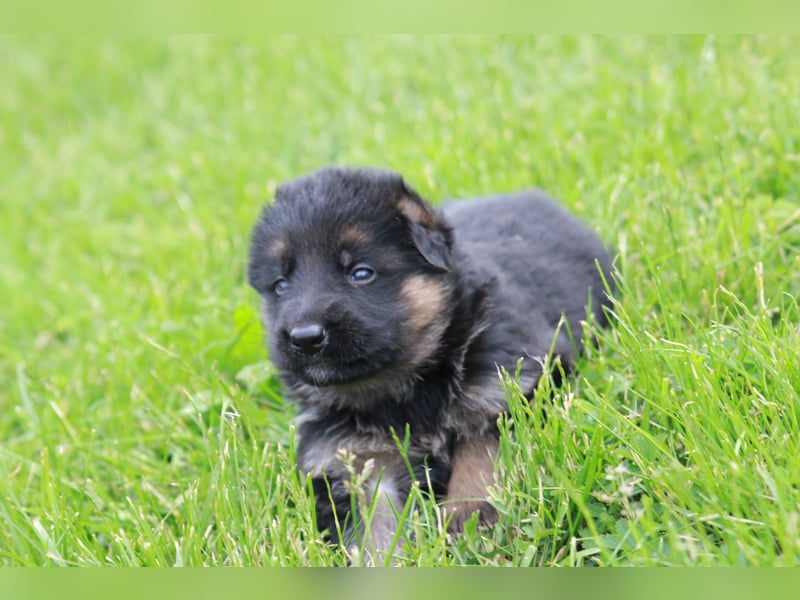 Schwarz-braune Schäferhundwelpen