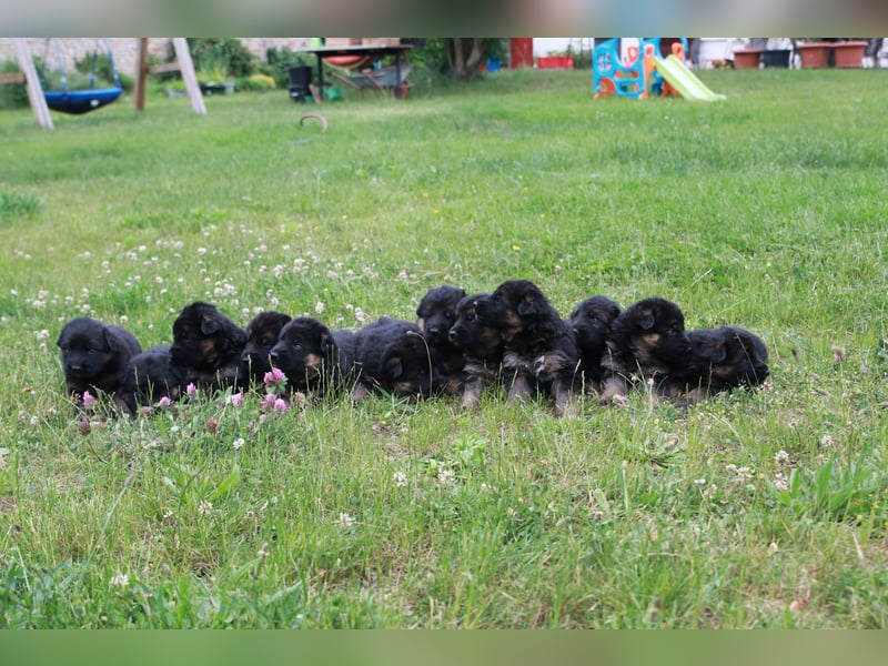 Schwarz-braune Schäferhundwelpen