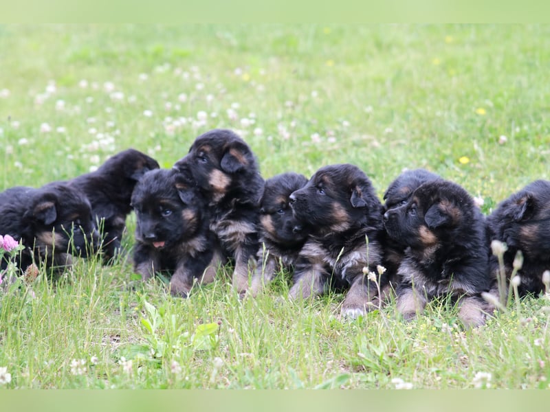 Schwarz-braune Schäferhundwelpen