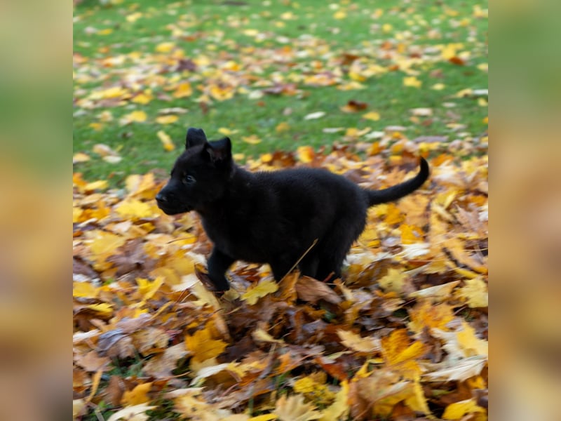 Deutsche Schäferhundwelpen Rüden