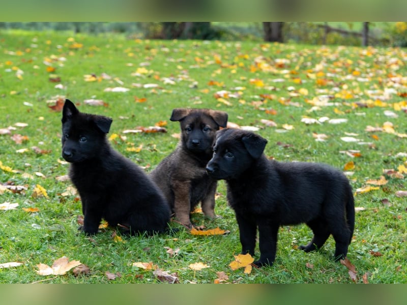 Deutsche Schäferhundwelpen Rüden