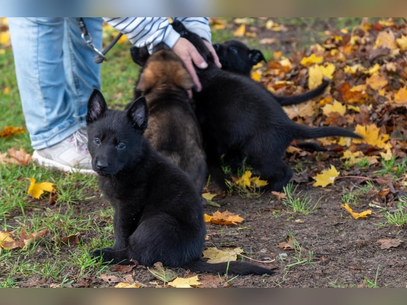 Deutsche Schäferhundwelpen Rüden