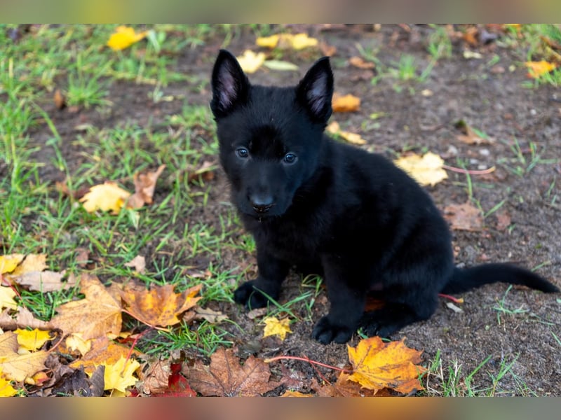 Deutsche Schäferhundwelpen Rüden