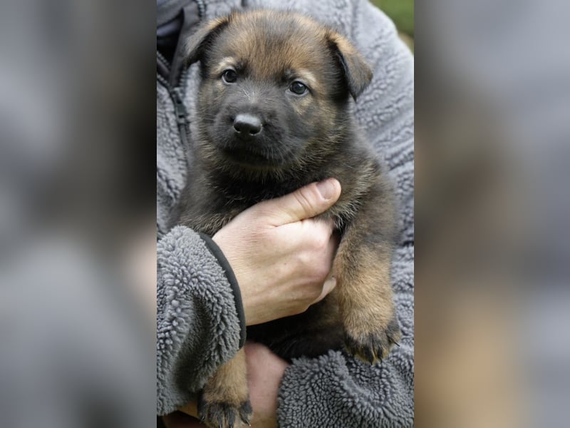 Deutsche Schäferhundwelpen