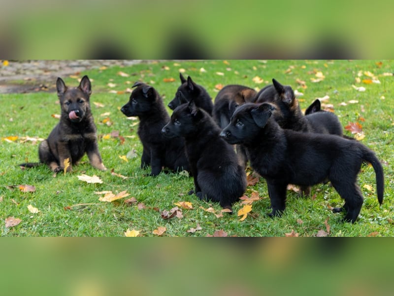 Deutsche Schäferhundwelpen Rüden