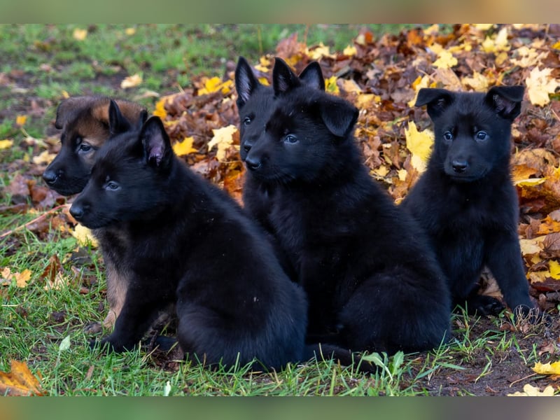 Deutsche Schäferhundwelpen Rüden