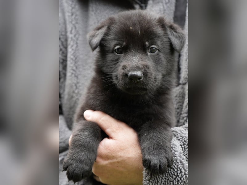 Deutsche Schäferhundwelpen