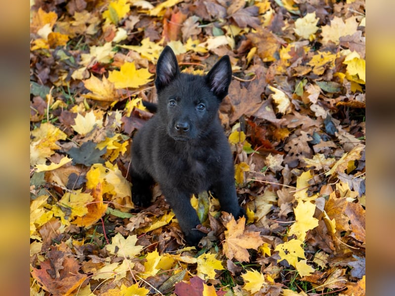 Deutsche Schäferhundwelpen Rüden