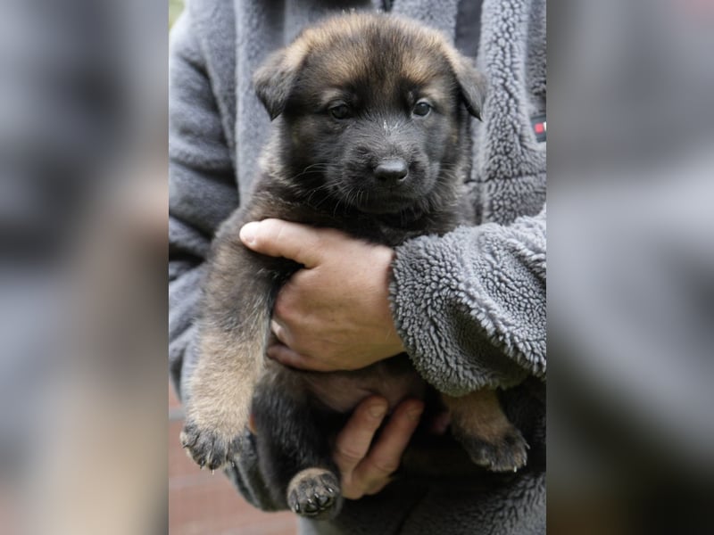Deutsche Schäferhundwelpen
