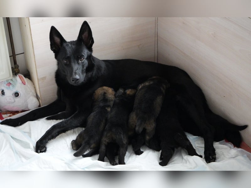 Deutsche Schäferhundwelpen
