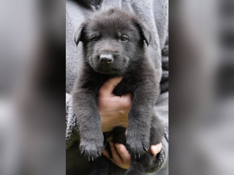 Deutsche Schäferhundwelpen