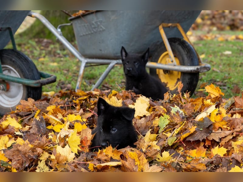 Deutsche Schäferhundwelpen Rüden