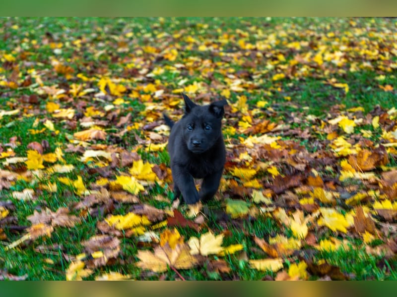 Deutsche Schäferhundwelpen Rüden
