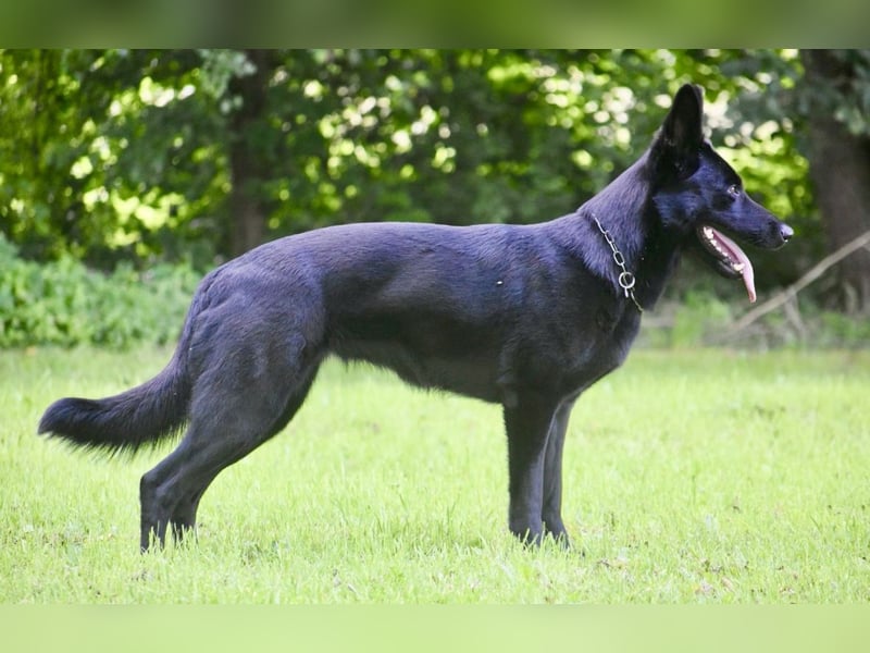 Deutsche Schäferhundwelpen Rüden