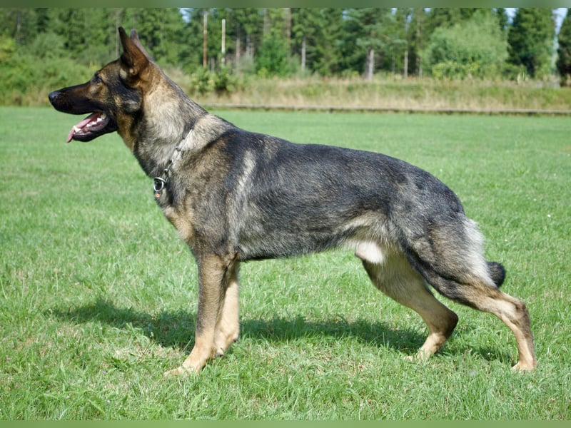 Deutsche Schäferhundwelpen Rüden