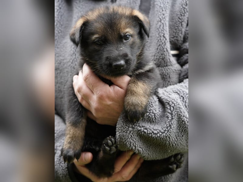 Deutsche Schäferhundwelpen