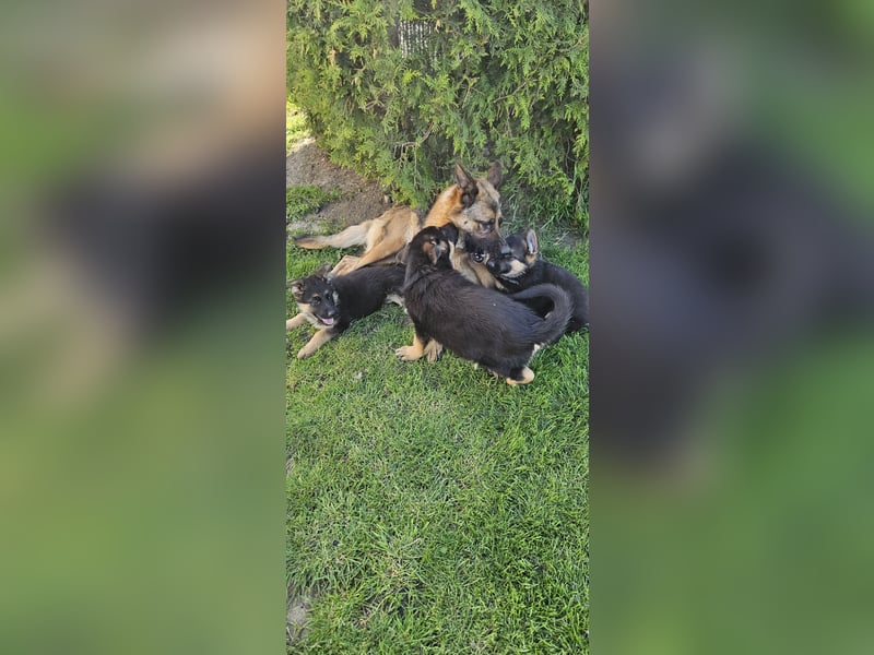 Schäferhund Welpen