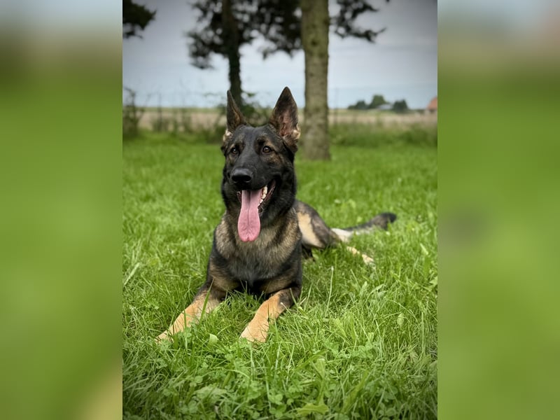 Deutscher Schäferhund (Hündin) für die engagierte Familie mit Erfahrung oder Hundesportler