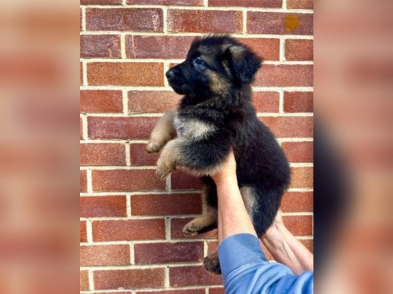 AKC-Deutsche Schäferhundwelpen, bereit für ihr neues Zuhause