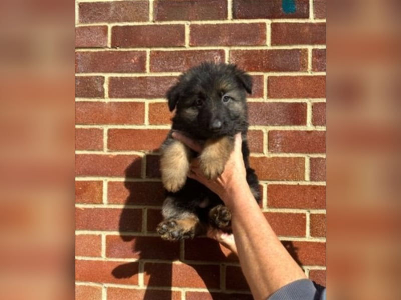 AKC-Deutsche Schäferhundwelpen, bereit für ihr neues Zuhause