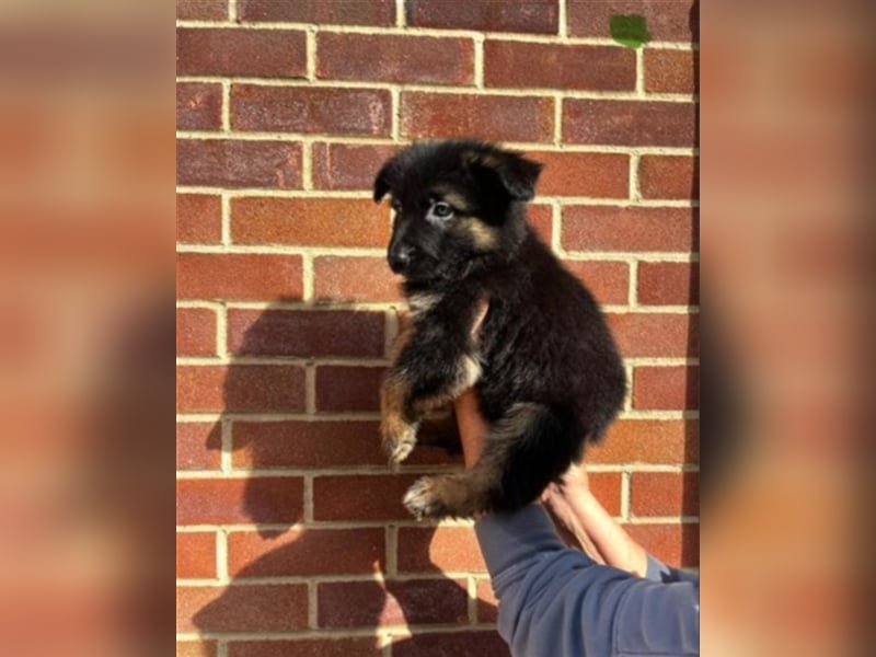 AKC-Deutsche Schäferhundwelpen, bereit für ihr neues Zuhause