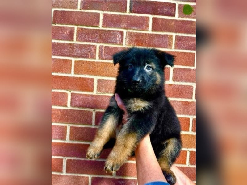 AKC-Deutsche Schäferhundwelpen, bereit für ihr neues Zuhause