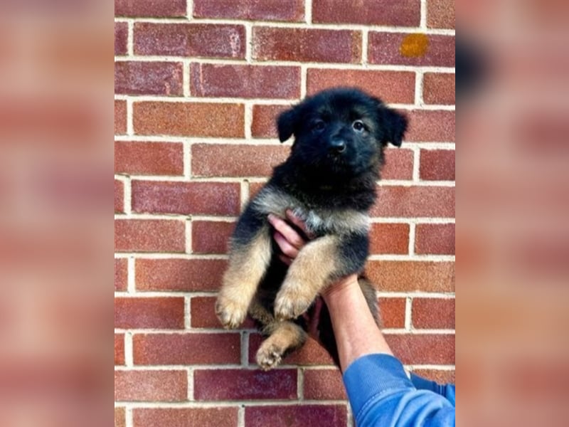 AKC-Deutsche Schäferhundwelpen, bereit für ihr neues Zuhause