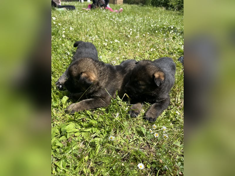 Schäferhund Welpen aus DDR Linie