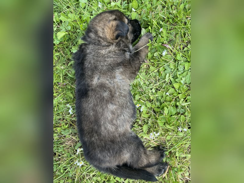 Schäferhund Welpen aus DDR Linie