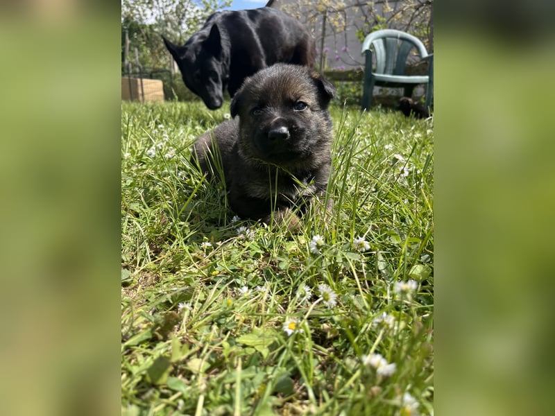 Schäferhund Welpen aus DDR Linie