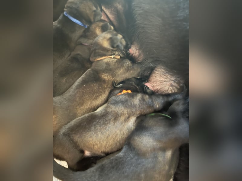 Schäferhund Welpen aus DDR Linie