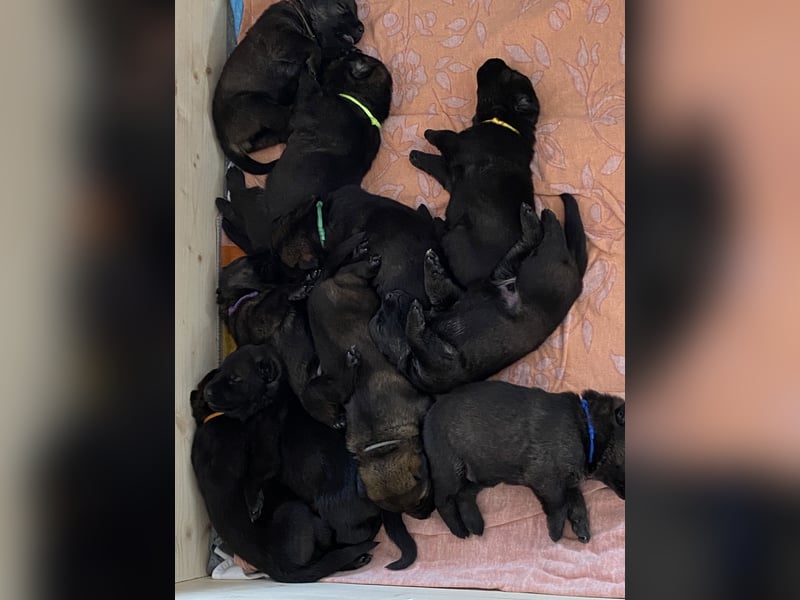 Schäferhund Welpen aus DDR Linie