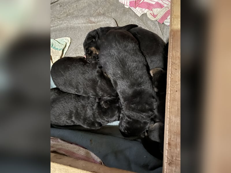 Deutsche Schäferhund Welpen