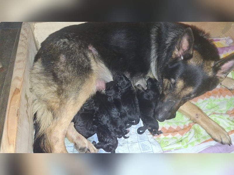 Deutsche Schäferhund Welpen
