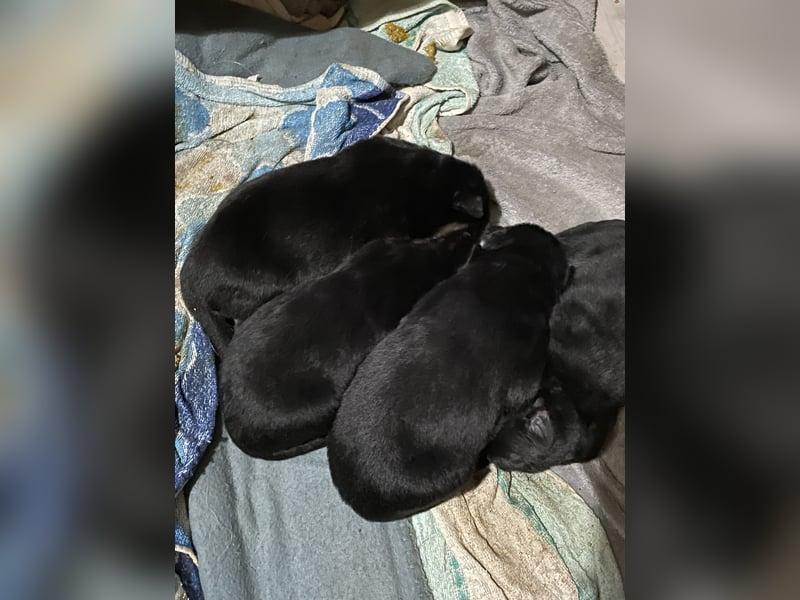 Deutsche Schäferhund Welpen