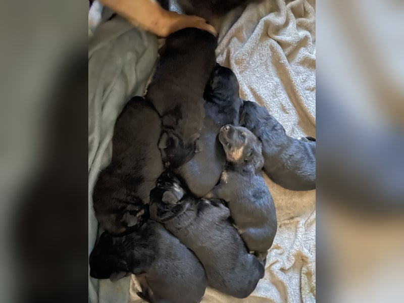Deutsche Schäferhund Welpen