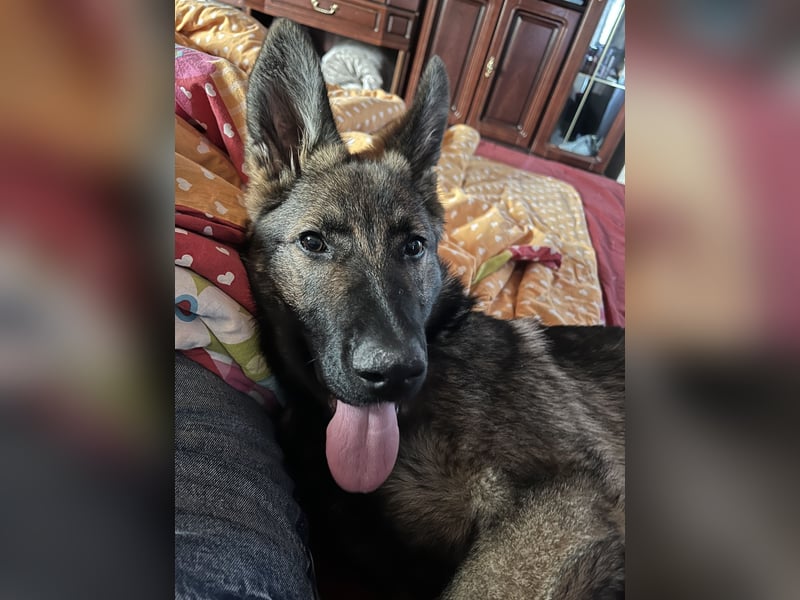 Deutscher Schäferhund/ Malinois 9 Monate
