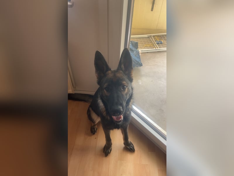 Deutscher Schäferhund/ Malinois 9 Monate