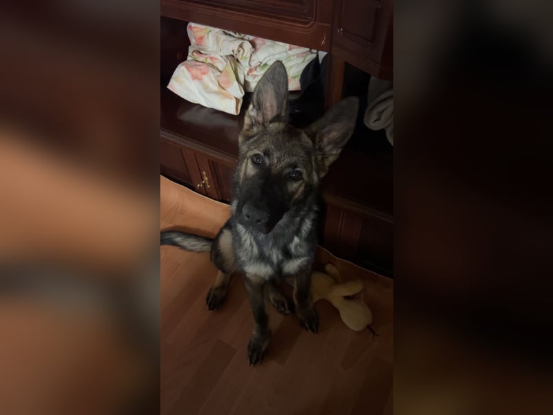 Deutscher Schäferhund/ Malinois 9 Monate
