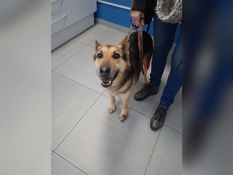Rex,- Zukunftsperspektive dringend gesucht!