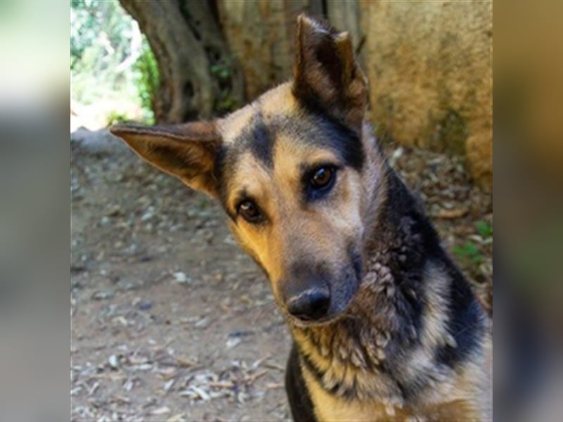 Rex,- Zukunftsperspektive dringend gesucht!