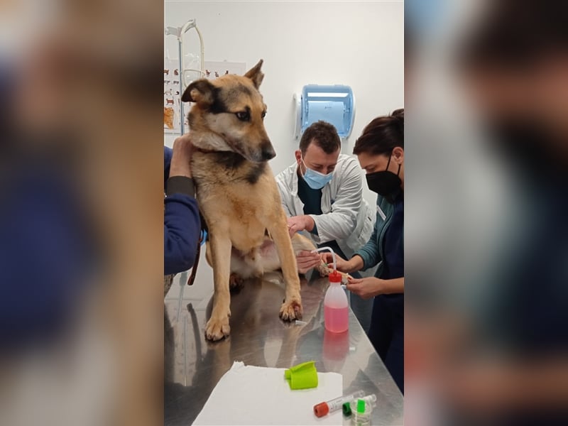 Rex,- Zukunftsperspektive dringend gesucht!