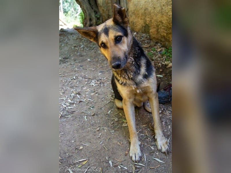 Rex,- Zukunftsperspektive dringend gesucht!