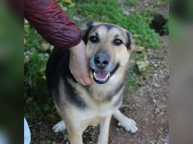 Rex,- Zukunftsperspektive dringend gesucht!